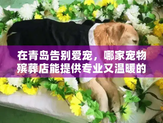 在青岛告别爱宠，哪家宠物殡葬店能提供专业又温暖的送别服务？