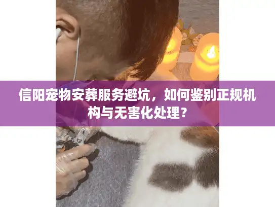 信阳宠物安葬服务避坑，如何鉴别正规机构与无害化处理？