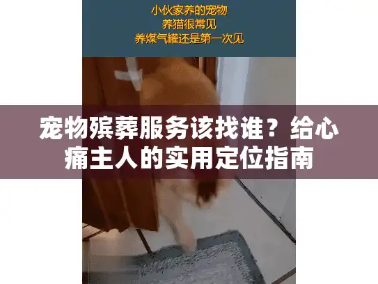 宠物殡葬服务该找谁？给心痛主人的实用定位指南