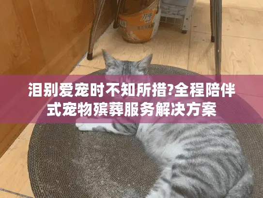 泪别爱宠时不知所措?全程陪伴式宠物殡葬服务解决方案