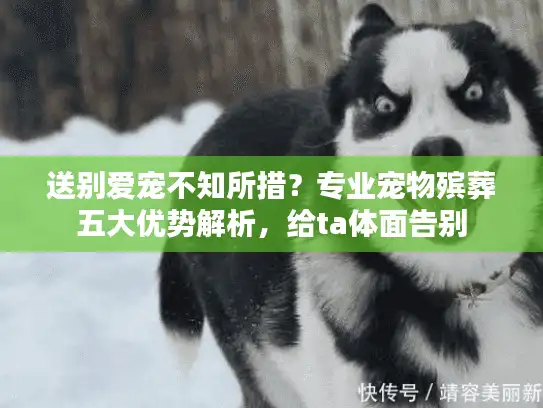 送别爱宠不知所措？专业宠物殡葬五大优势解析，给ta体面告别