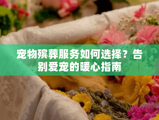 宠物殡葬服务如何选择？告别爱宠的暖心指南