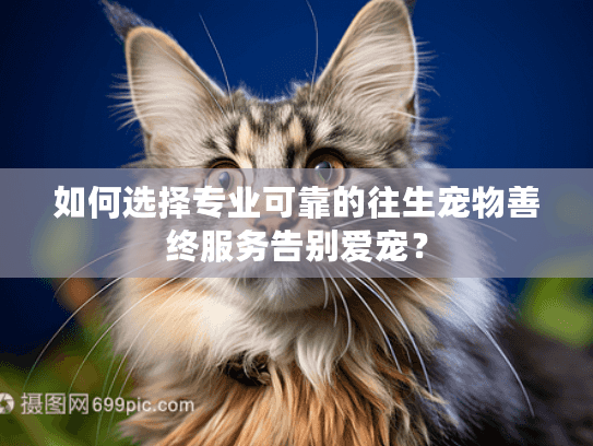 如何选择专业可靠的往生宠物善终服务告别爱宠? 如何选择专业可靠的往生宠物善终服务告别爱宠?