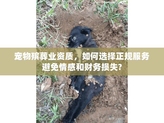 宠物殡葬业资质，如何选择正规服务避免情感和财务损失?