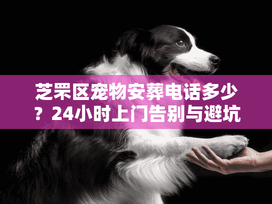 芝罘区宠物安葬电话多少?24小时上门告别与避坑实录 芝罘区宠物安葬电话多少?24小时上门告别与避坑实录