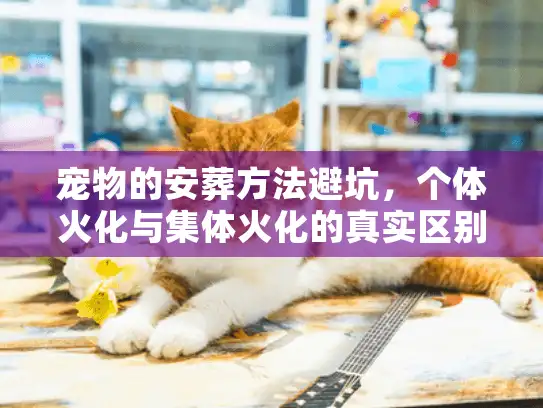 宠物的安葬方法避坑，个体火化与集体火化的真实区别