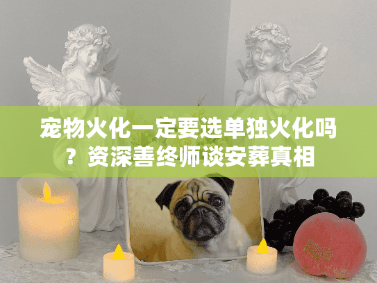 宠物火化一定要选单独火化吗？资深善终师谈安葬真相
