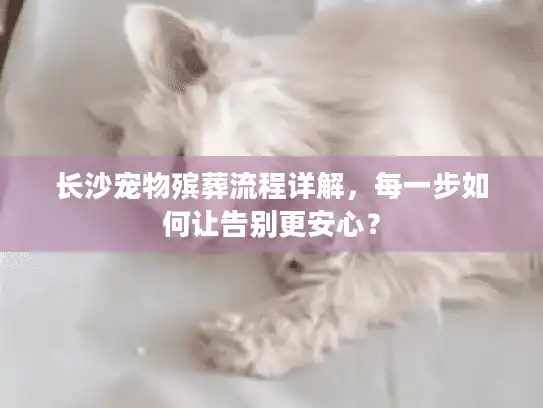 长沙宠物殡葬流程详解，每一步如何让告别更安心？
