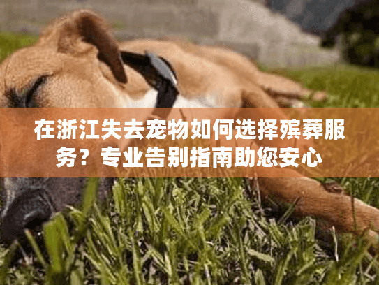 在浙江失去宠物如何选择殡葬服务?专业告别指南助您安心 在浙江失去宠物如何选择殡葬服务?专业告别指南助您安心