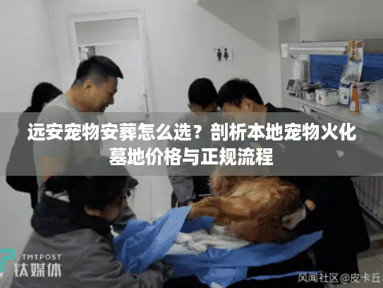 远安宠物安葬怎么选？剖析本地宠物火化墓地价格与正规流程