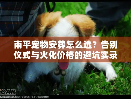 南平宠物安葬怎么选?告别仪式与火化价格的避坑实录 南平宠物安葬怎么选?告别仪式与火化价格的避坑实录