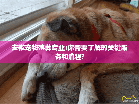 安徽宠物殡葬专业:你需要了解的关键服务和流程?