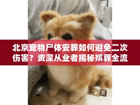 北京宠物尸体安葬如何避免二次伤害?资深从业者揭秘殡葬全流程 北京宠物尸体安葬如何避免二次伤害?资深从业者揭秘殡葬全流程