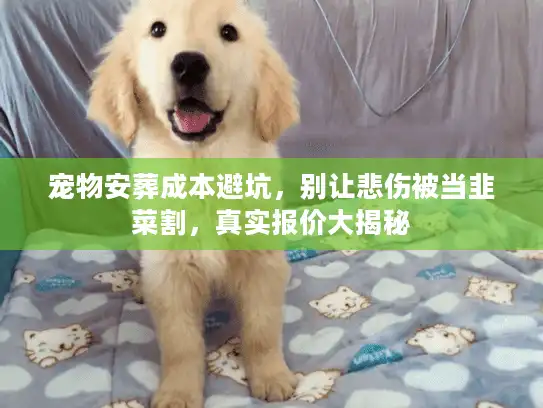 宠物安葬成本避坑，别让悲伤被当韭菜割，真实报价大揭秘