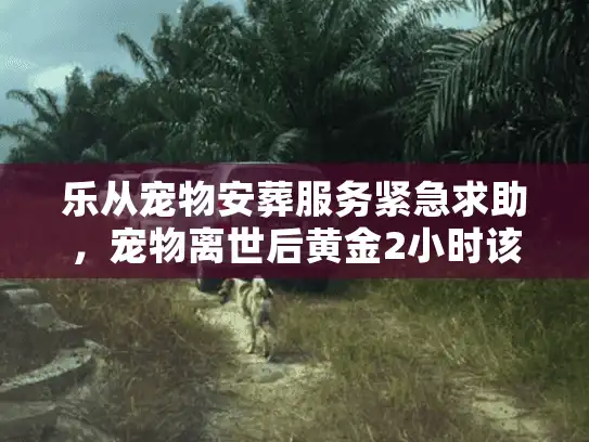 乐从宠物安葬服务紧急求助，宠物离世后黄金2小时该做什么？