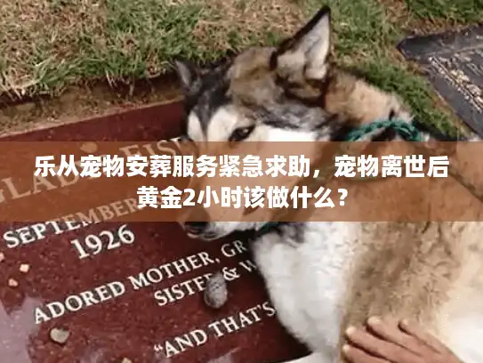 乐从宠物安葬服务紧急求助，宠物离世后黄金2小时该做什么？