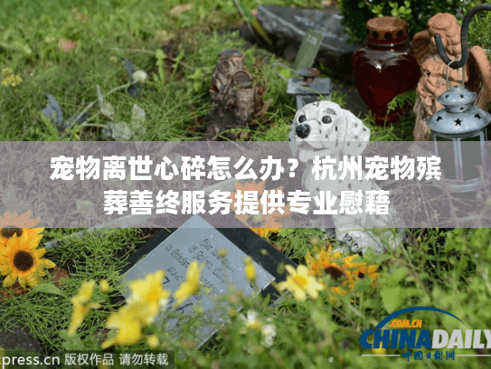 宠物离世心碎怎么办？杭州宠物殡葬善终服务提供专业慰藉