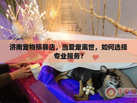 济南宠物殡葬店，当爱宠离世，如何选择专业服务？