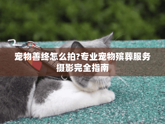 宠物善终怎么拍?专业宠物殡葬服务摄影完全指南