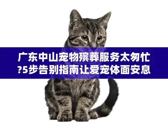 广东中山宠物殡葬服务太匆忙?5步告别指南让爱宠体面安息