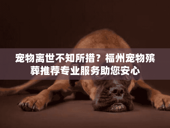 宠物离世不知所措？福州宠物殡葬推荐专业服务助您安心