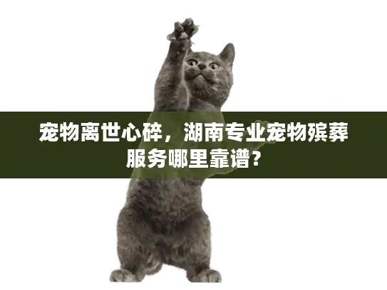 宠物离世心碎，湖南专业宠物殡葬服务哪里靠谱？