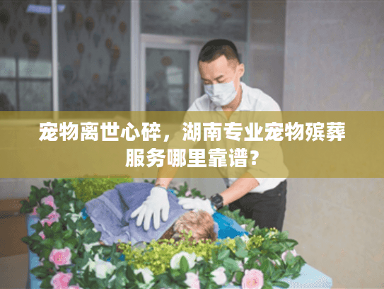 宠物离世心碎，湖南专业宠物殡葬服务哪里靠谱？