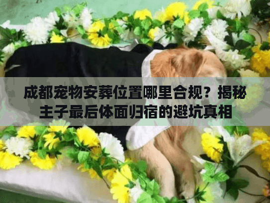 成都宠物安葬位置哪里合规？揭秘主子最后体面归宿的避坑真相