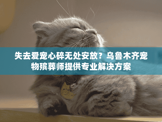 失去爱宠心碎无处安放？乌鲁木齐宠物殡葬师提供专业解决方案