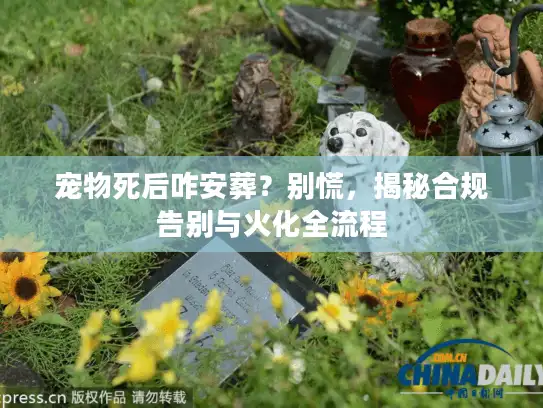 宠物死后咋安葬？别慌，揭秘合规告别与火化全流程