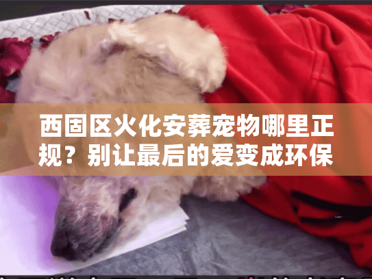 西固区火化安葬宠物哪里正规？别让最后的爱变成环保隐患