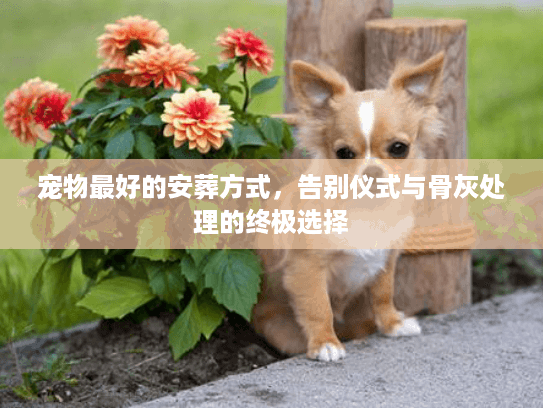 宠物最好的安葬方式，告别仪式与骨灰处理的终极选择
