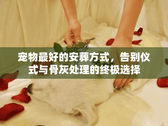 宠物最好的安葬方式，告别仪式与骨灰处理的终极选择