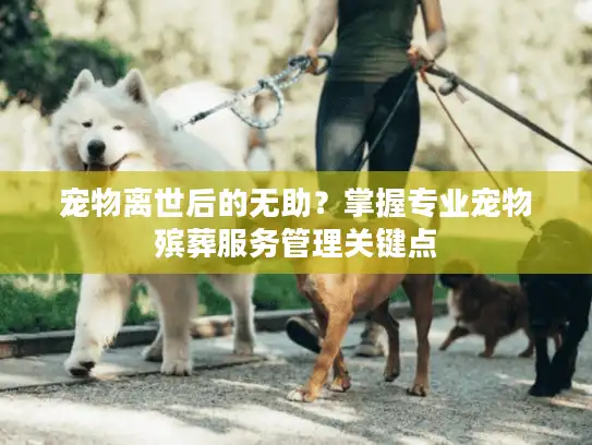 宠物离世后的无助?掌握专业宠物殡葬服务管理关键点 宠物离世后的无助?掌握专业宠物殡葬服务管理关键点