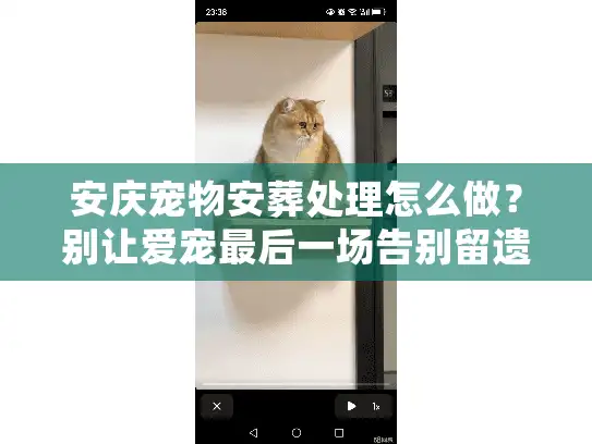 安庆宠物安葬处理怎么做？别让爱宠最后一场告别留遗憾