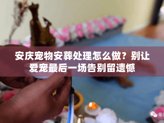 安庆宠物安葬处理怎么做？别让爱宠最后一场告别留遗憾