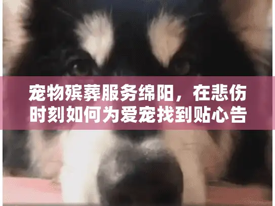 宠物殡葬服务绵阳,在悲伤时刻如何为爱宠找到贴心告别方案? 宠物殡葬服务绵阳,在悲伤时刻如何为爱宠找到贴心告别方案?