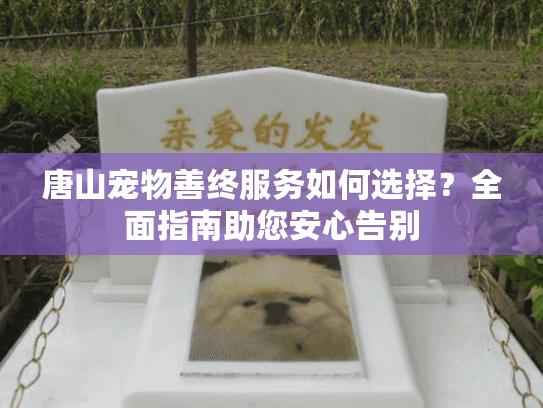 唐山宠物善终服务如何选择？全面指南助您安心告别