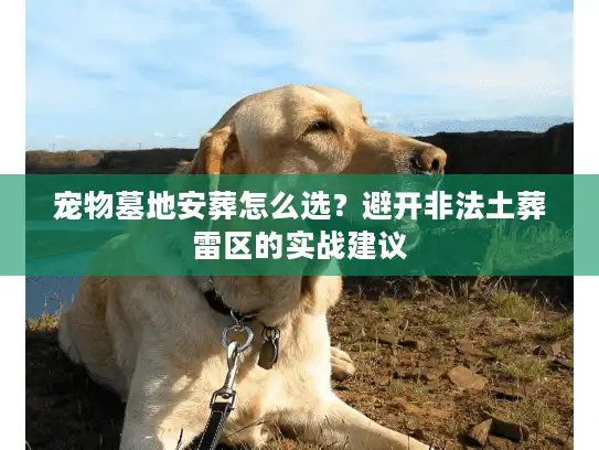 宠物墓地安葬怎么选？避开非法土葬雷区的实战建议