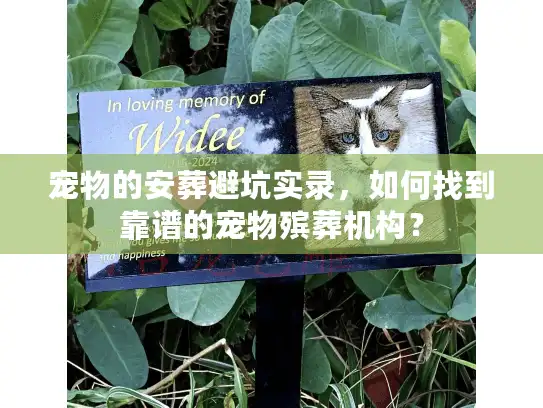 宠物的安葬避坑实录,如何找到靠谱的宠物殡葬机构? 宠物的安葬避坑实录,如何找到靠谱的宠物殡葬机构?