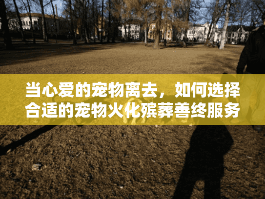 当心爱的宠物离去，如何选择合适的宠物火化殡葬善终服务？