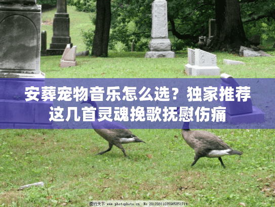 安葬宠物音乐怎么选？独家推荐这几首灵魂挽歌抚慰伤痛