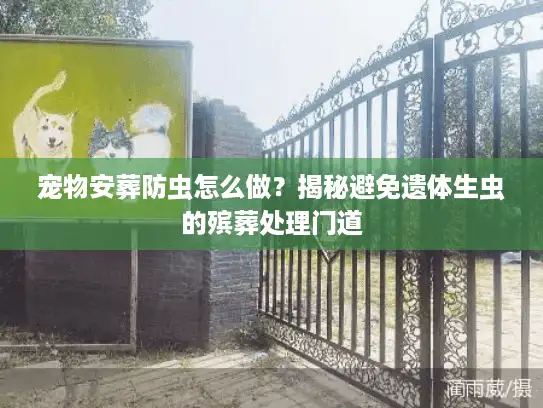 宠物安葬防虫怎么做？揭秘避免遗体生虫的殡葬处理门道