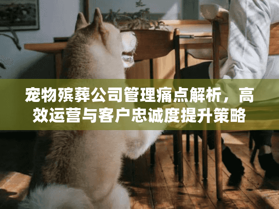 宠物殡葬公司管理痛点解析，高效运营与客户忠诚度提升策略