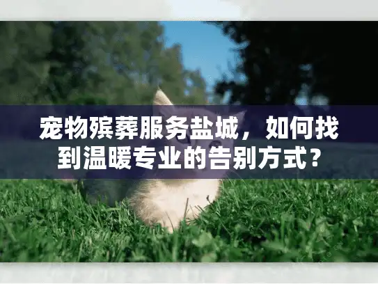 宠物殡葬服务盐城，如何找到温暖专业的告别方式？