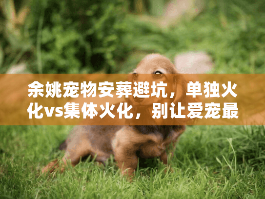 余姚宠物安葬避坑,单独火化vs集体火化,别让爱宠最后遭罪 余姚宠物安葬避坑,单独火化vs集体火化,别让爱宠最后遭罪