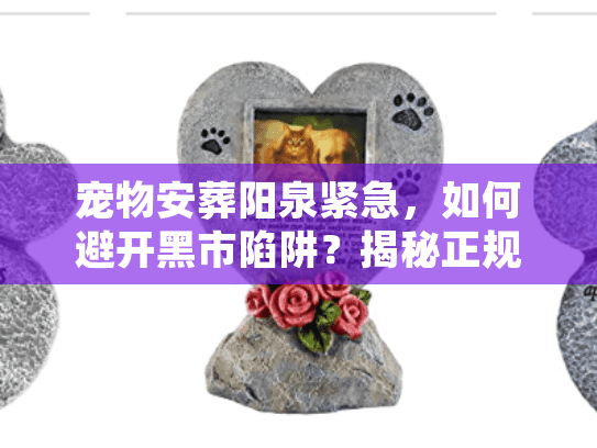 宠物安葬阳泉紧急，如何避开黑市陷阱？揭秘正规火化全流程