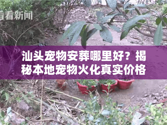 汕头宠物安葬哪里好？揭秘本地宠物火化真实价格与避坑细节