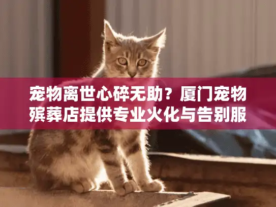 宠物离世心碎无助？厦门宠物殡葬店提供专业火化与告别服务