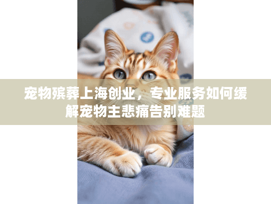 宠物殡葬上海创业，专业服务如何缓解宠物主悲痛告别难题